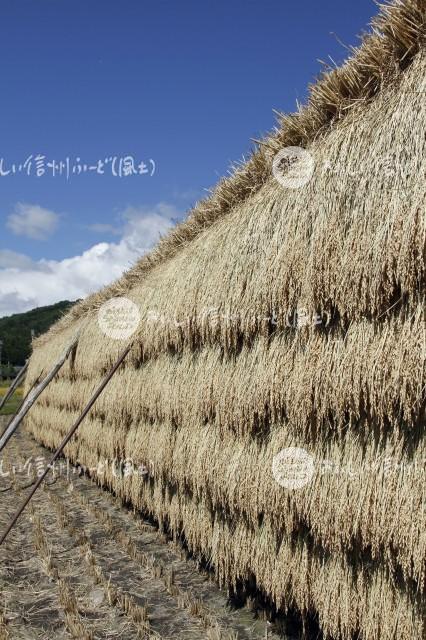 根羽村のはざかけ