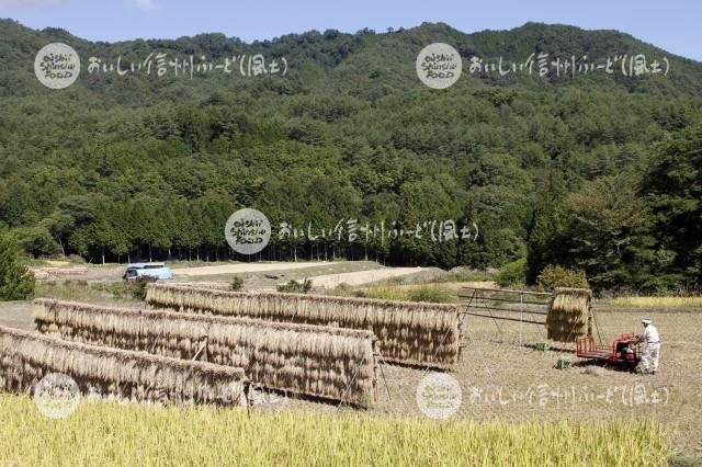 根羽村のはざかけ