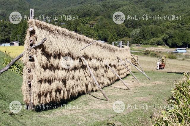 根羽村のはざかけ