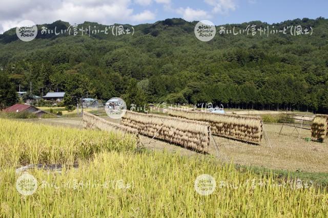 根羽村のはざかけ