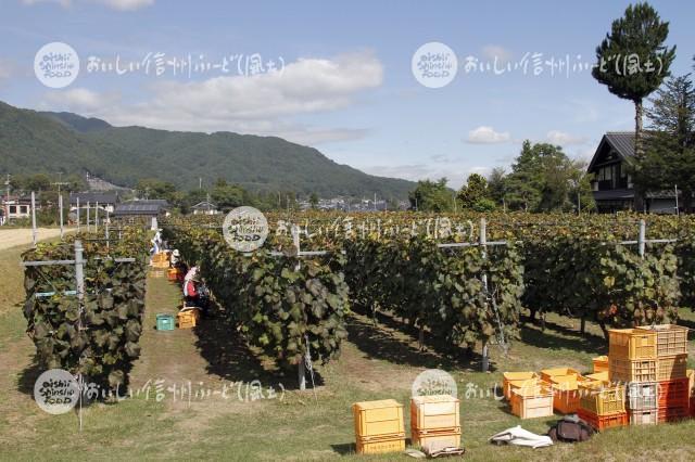 宮田村の醸造用ぶどう（収穫風景）