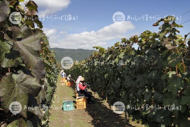 宮田村の醸造用ぶどう（収穫風景）