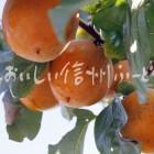 干柿【市田柿】（複数）