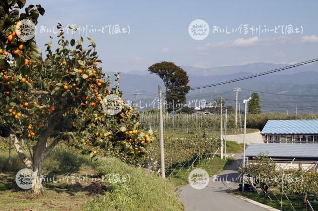 干柿【市田柿】（圃場）