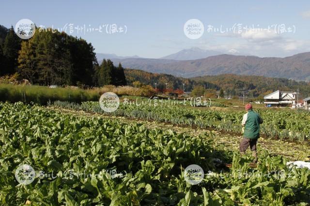 野沢菜（収穫風景）