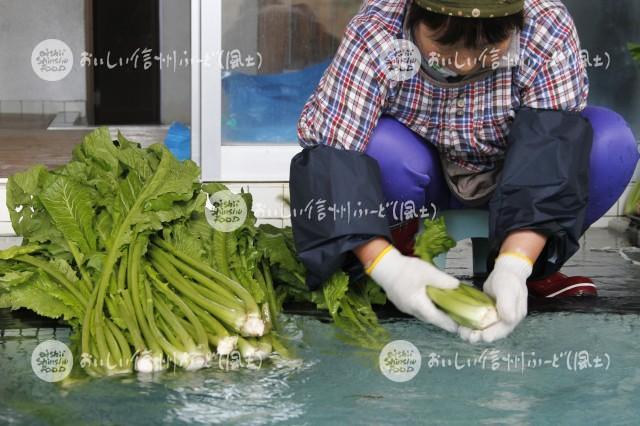 野沢菜のお菜洗い