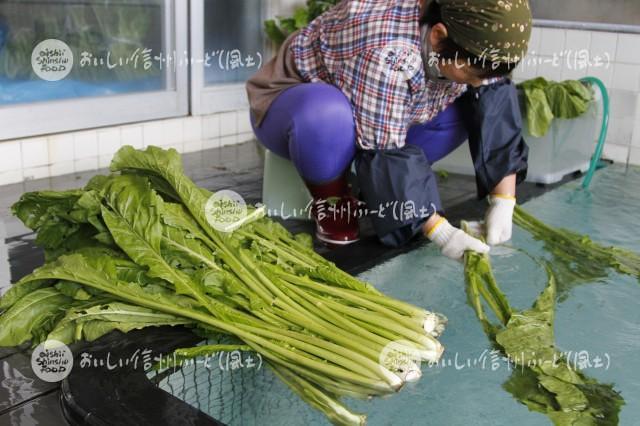 野沢菜のお菜洗い