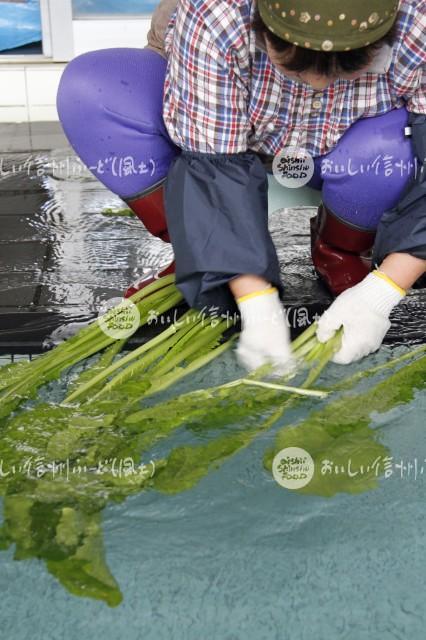 野沢菜のお菜洗い