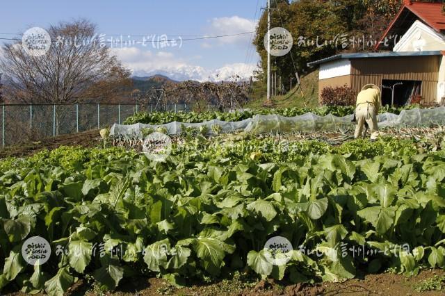 小川村の野沢菜畑と北アルプス