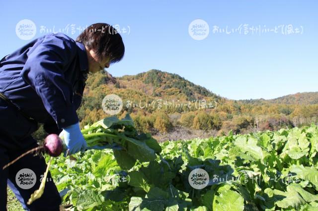 開田蕪（収穫風景）