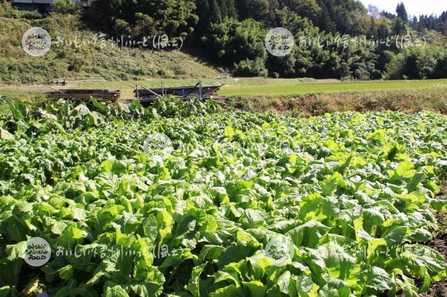 木曽菜（圃場）