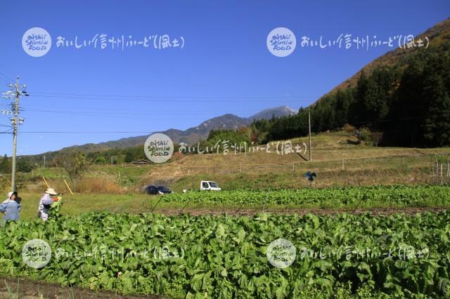 吉野蕪（圃場）