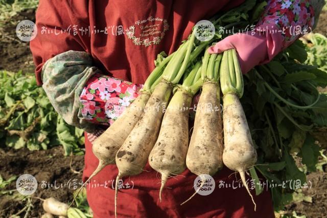 牧大根（手持ち）