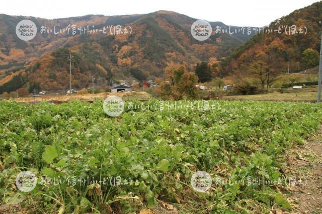 上平大根（圃場）