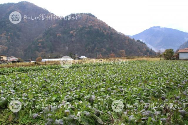 王滝蕪（圃場）