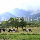 八ヶ岳牧場の放牧風景