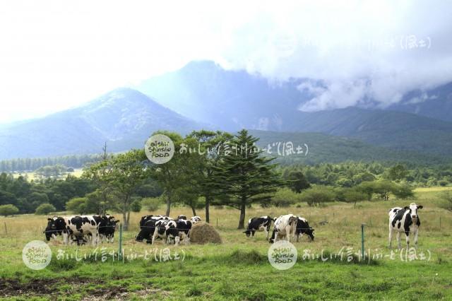 八ヶ岳牧場の放牧風景