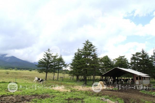 八ヶ岳牧場の放牧風景