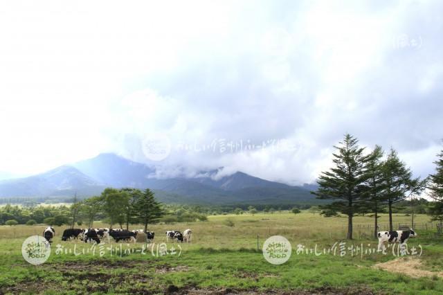 八ヶ岳牧場の放牧風景