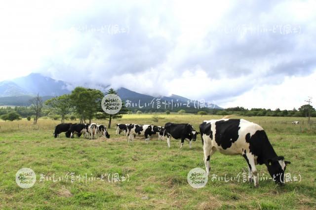 八ヶ岳牧場の放牧風景