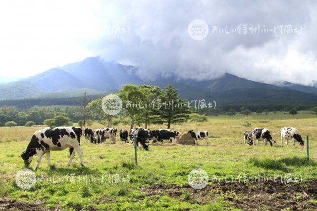 八ヶ岳牧場の放牧風景