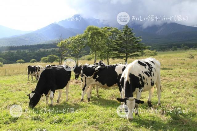 八ヶ岳牧場の放牧風景