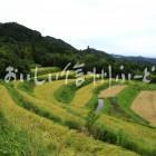 中川村飯沼地区の棚田（稲穂）