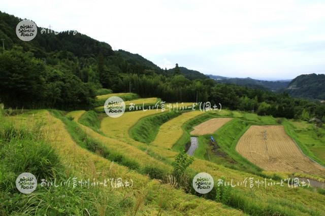 中川村飯沼地区の棚田（稲穂）