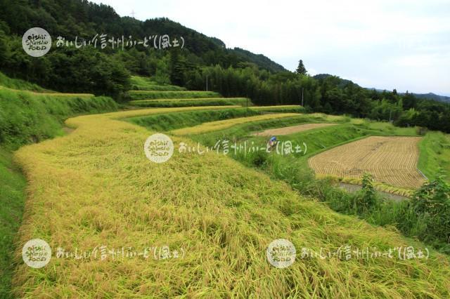 中川村飯沼地区の棚田（稲穂）