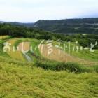 中川村飯沼地区の棚田（稲穂）