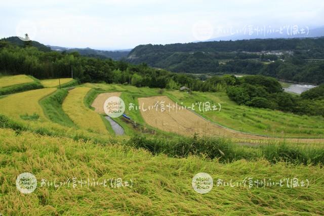 中川村飯沼地区の棚田（稲穂）