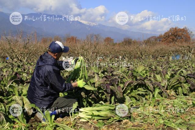 源助蕪菜・飯田かぶ菜（収穫風景）