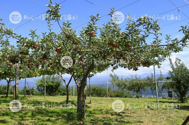 高森町のりんご畑