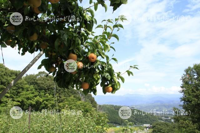 高森町のなし畑