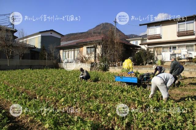 山口大根（圃場）