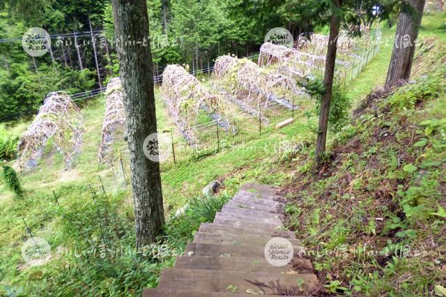 清内路かぼちゃ（圃場）