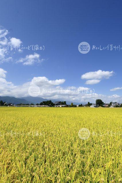 風さやか（圃場：安曇野市）