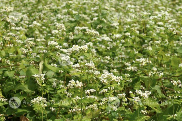 ひすいそばの花（圃場：信濃町）