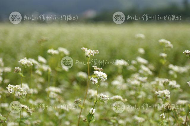 信濃町のひすいそば（圃場）