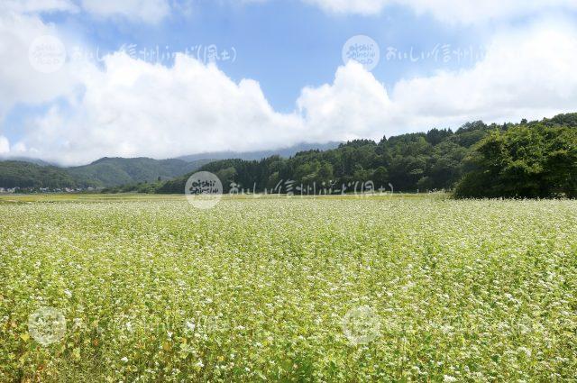 信濃町のひすいそば（圃場）