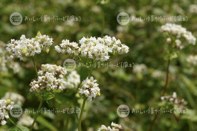 ひすいそばの花（圃場：信濃町）