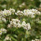 ひすいそばの花（圃場：信濃町）