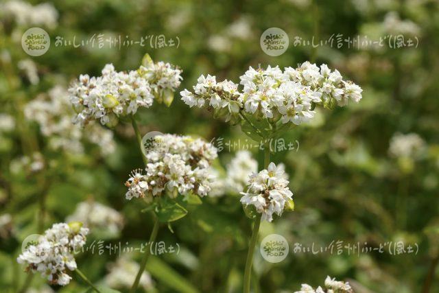 ひすいそばの花（圃場：信濃町）