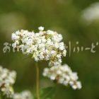 ひすいそばの花（圃場：信濃町）