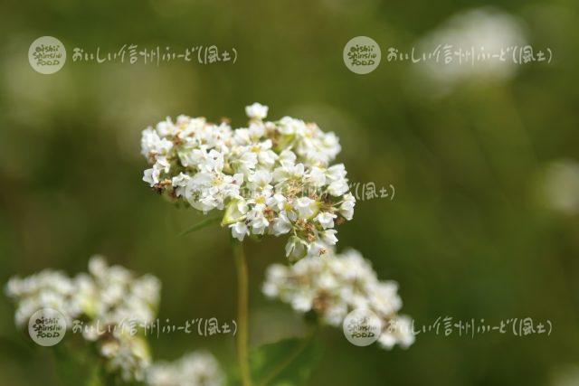 ひすいそばの花（圃場：信濃町）