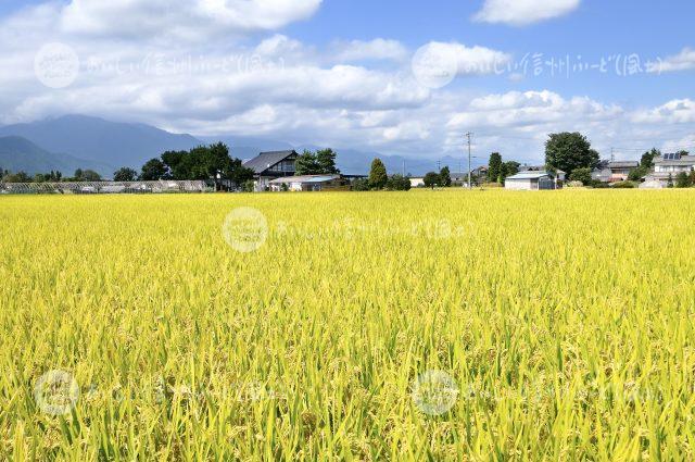 風さやか（圃場：安曇野市）