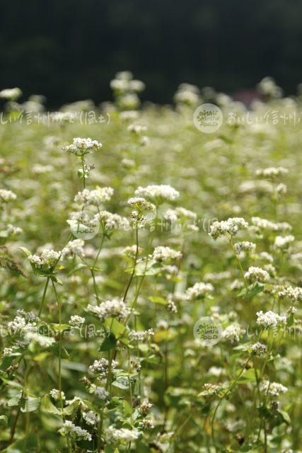 ひすいそばの花（圃場：信濃町）