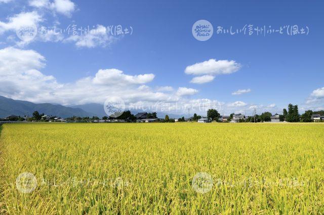 風さやか（圃場：安曇野市）