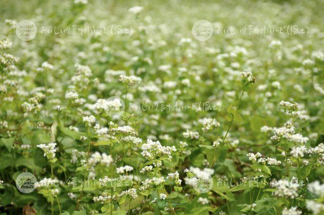 ひすいそばの花（圃場：信濃町）