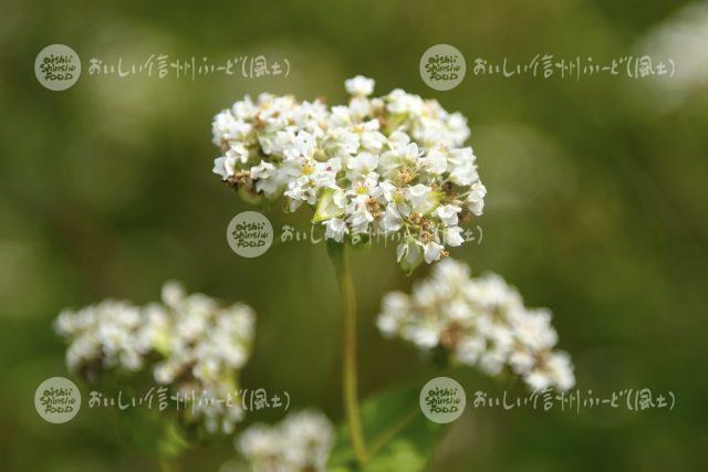 ひすいそばの花（圃場：信濃町）